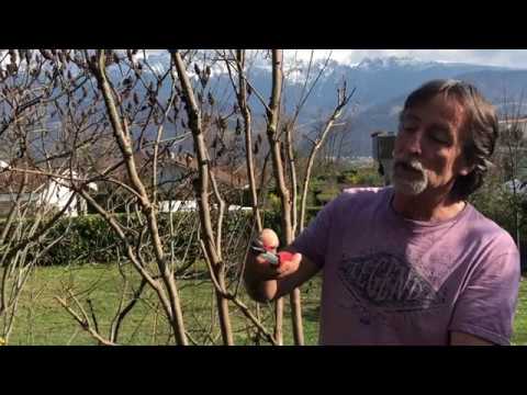 COURS DE TAILLE DU LILAS DES INDES