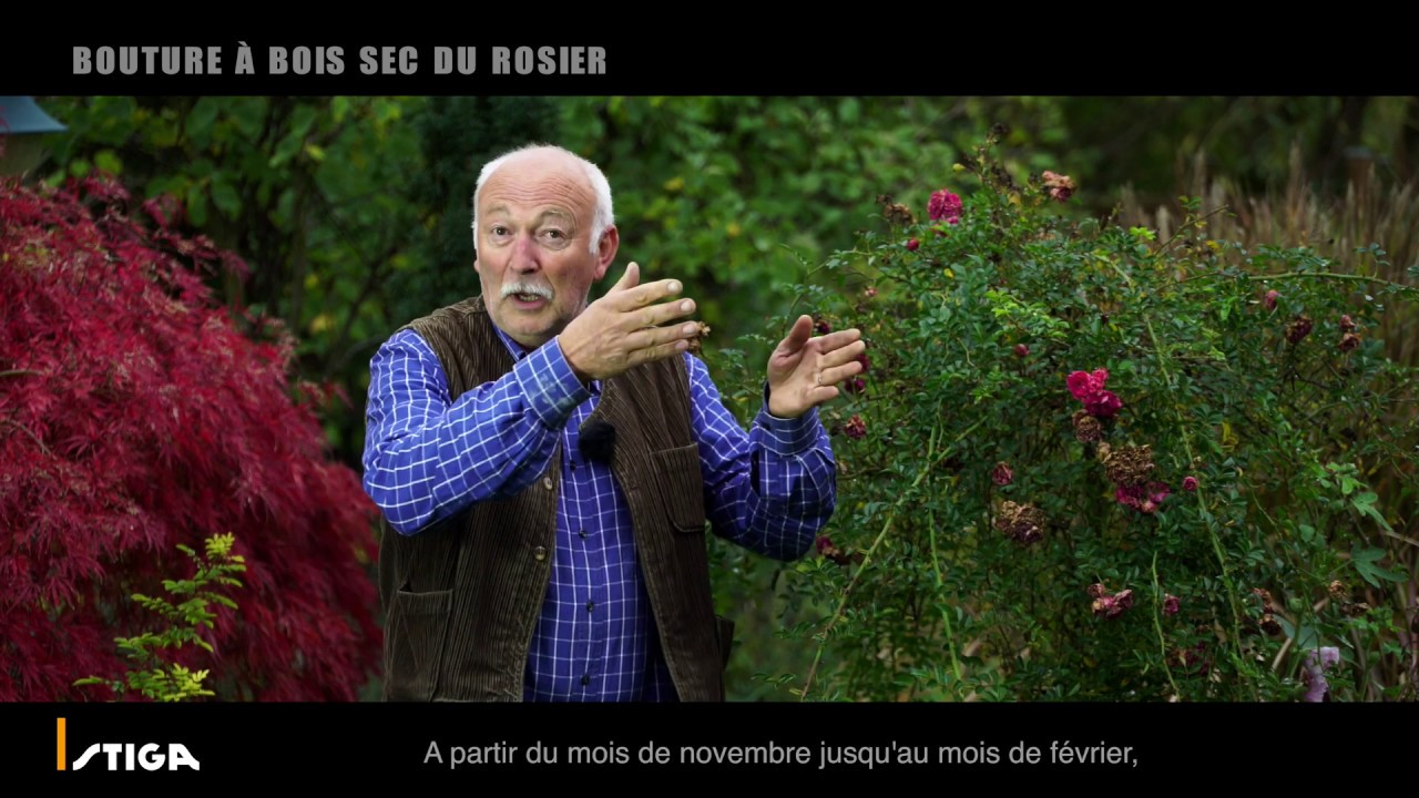 DIY : Bouture à bois sec du rosier
