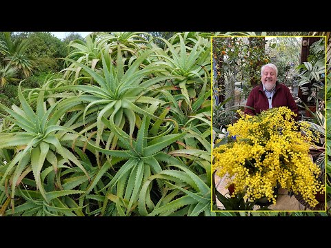ALOÈS, PLANTES SUCCULENTES DÉCORATIVES QUI DEMANDENT TRÈS PEU DE SOINS. Le Quotidien du Jardin N°329