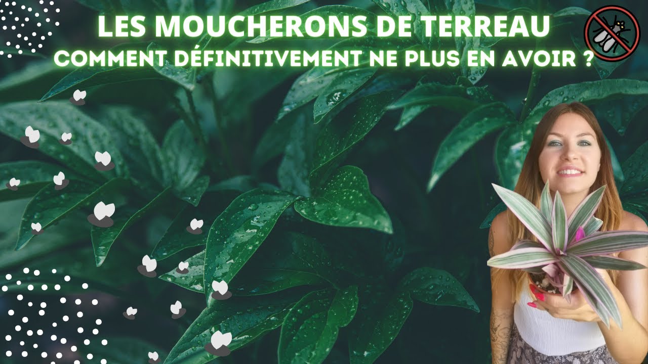 Les sciarides : comment se débarrasser de ces moucherons de terreau ?