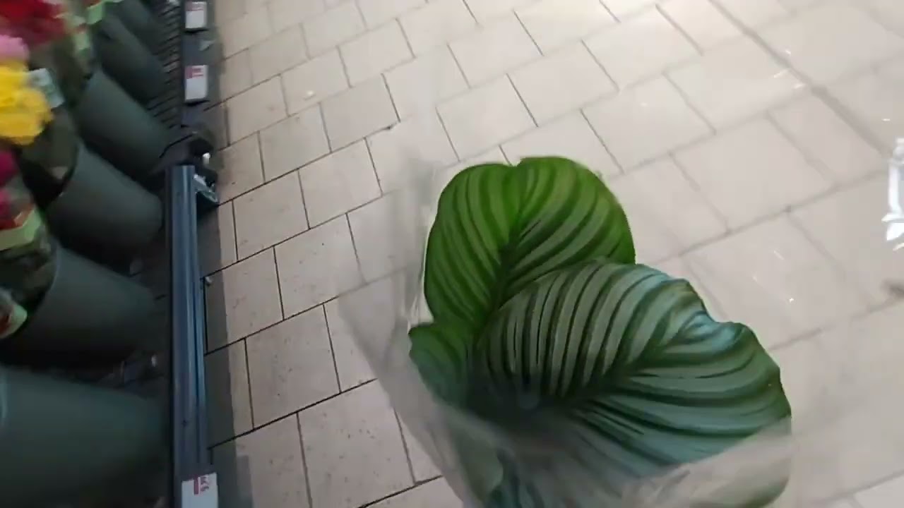 Plantes et fleurs Lidl 2 juillet 2026