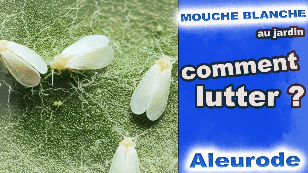 🪰🪰🪰La mouche blanche dans les cultures : la comprendre et comment lutter ?  🪰🪰🪰