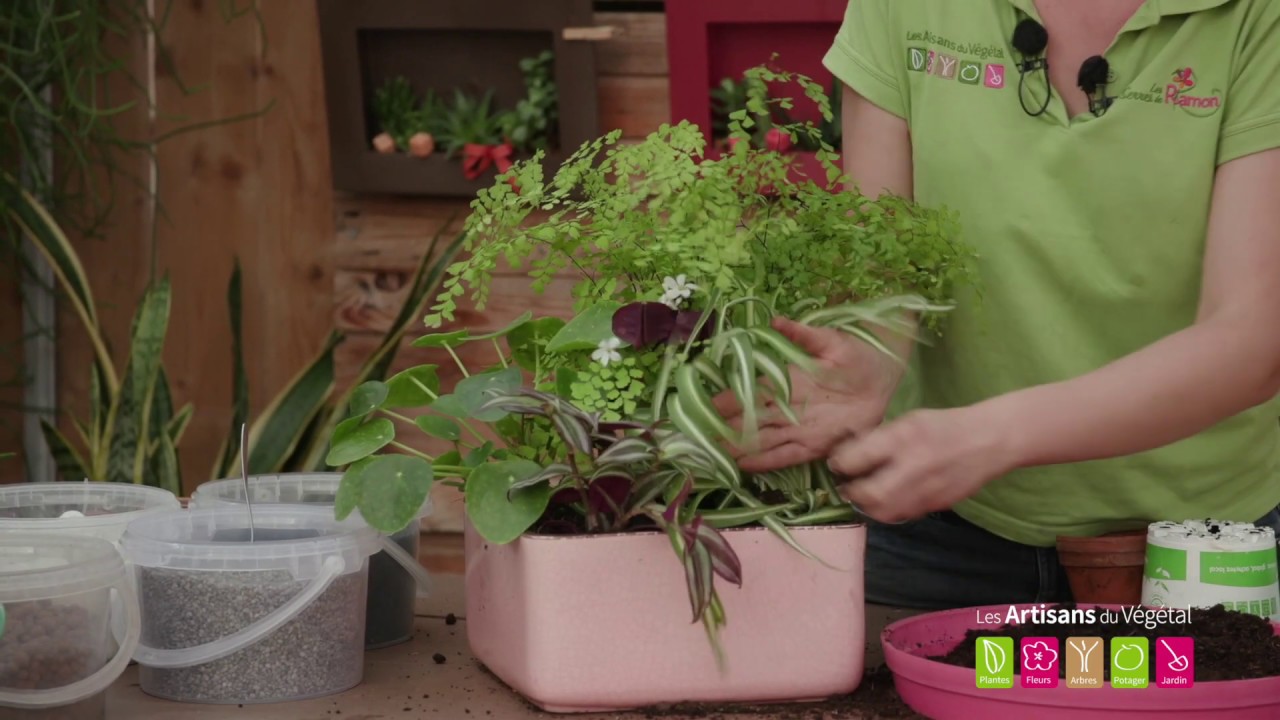 Quelles plantes vertes mettre dans une salle de bain ? Quelles plantes mettre dans une pièce sombre?
