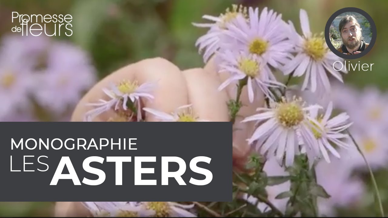 Monographie : Les asters