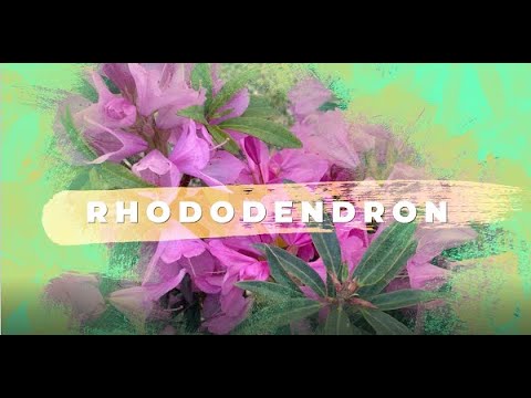Rhododendron : tout savoir sur son entretien, sa plantation, sa floraison
