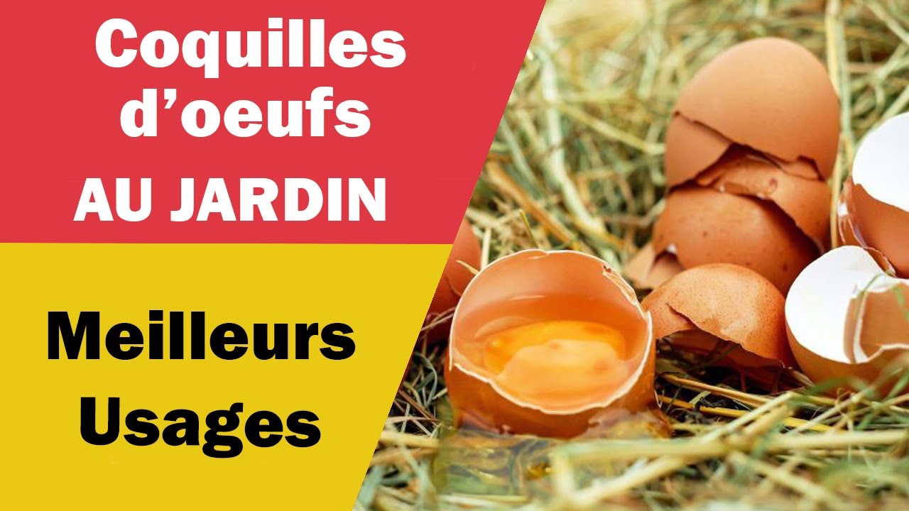 Coquilles d’œufs au Jardin : Les Meilleures Utilisations !