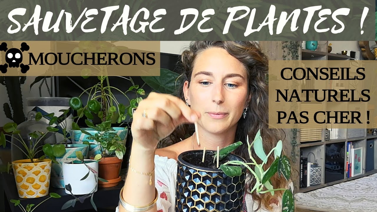 Moucherons de plantes d'intérieur : 5 solutions naturelles efficaces contre les sciarides !
