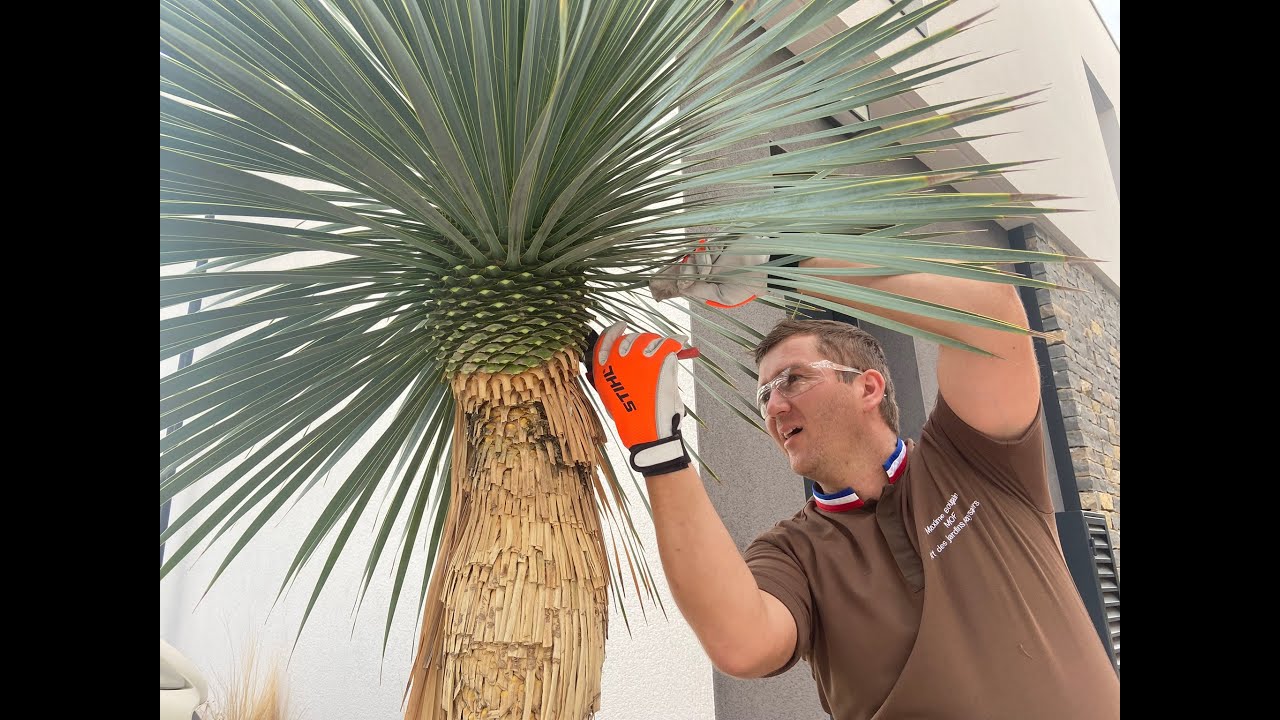 Tailler un Yucca rostrata