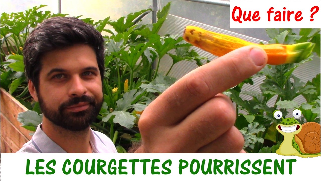 Les courgettes pourrissent et ne grossissent pas ! Que faire ?