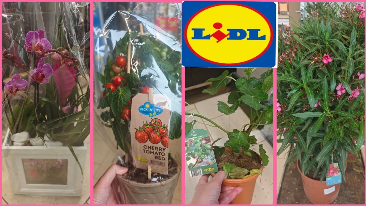 ARRIVAGE LIDL : 🌳🌷PLANTES 🦜21 mai 2025🦜