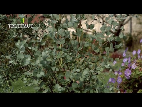 Entretenir l'eucalyptus gunnii au jardin-arbuste persistant - Truffaut