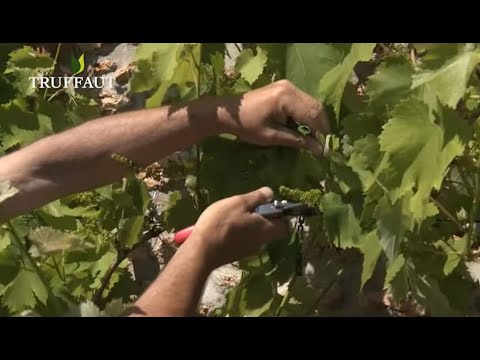 Calendrier du jardinier juillet : que faire au jardin ou sur la terrasse ? - Truffaut