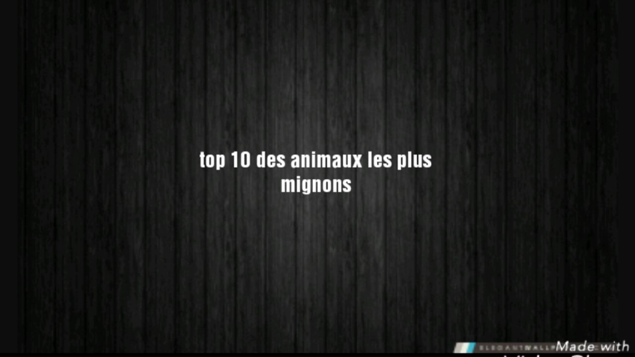 Le top 10 des animaux les plus mignons ♥
