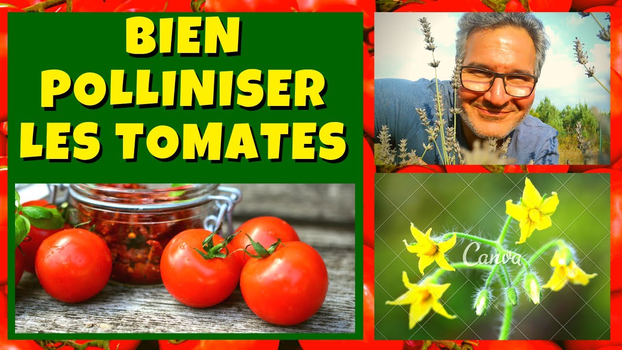 Pourquoi mes fleurs de tomates ne donnent pas de fruits ?