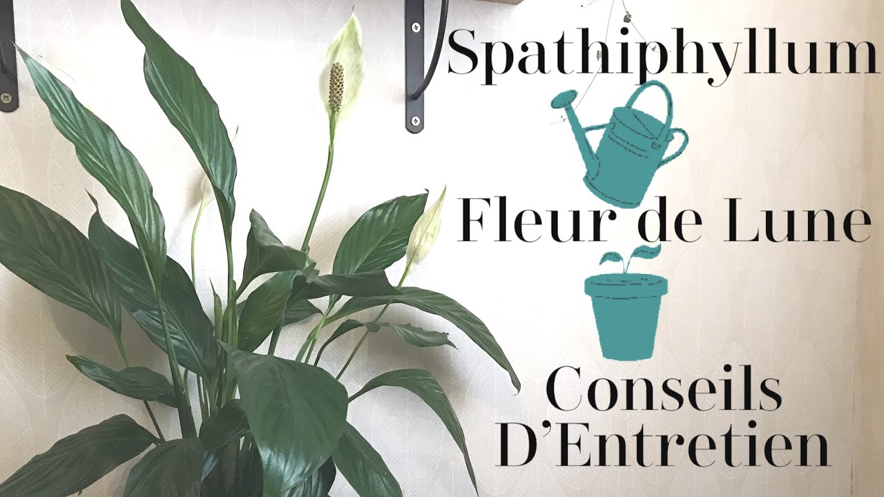 Le Spathiphyllum : Fleur de Lune | Mes conseils D'Entretien | PLANTE D’INTÉRIEUR POUR DÉBUTANT