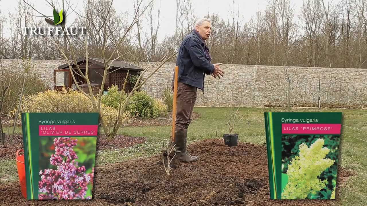 Lilas : plantation et entretien -  Truffaut