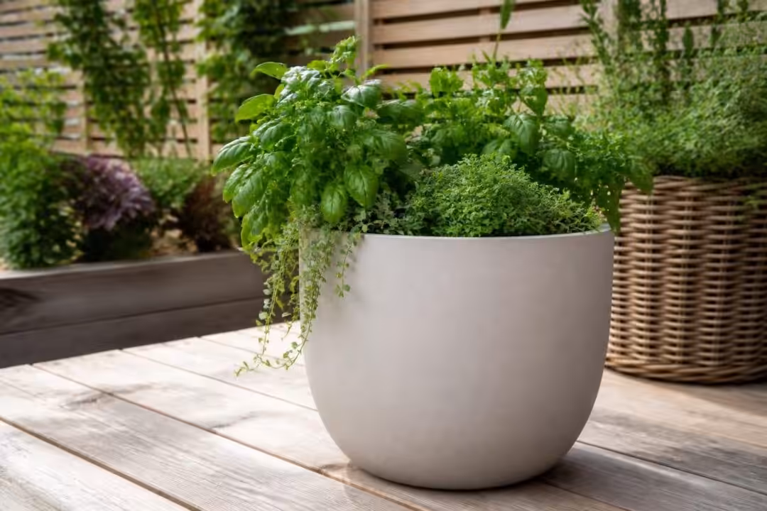 découvrez ce pot de fleurs lidl de 30l à moins de 12 €, idéal pour offrir un espace généreux à vos plantes favorites et embellir votre intérieur ou jardin.