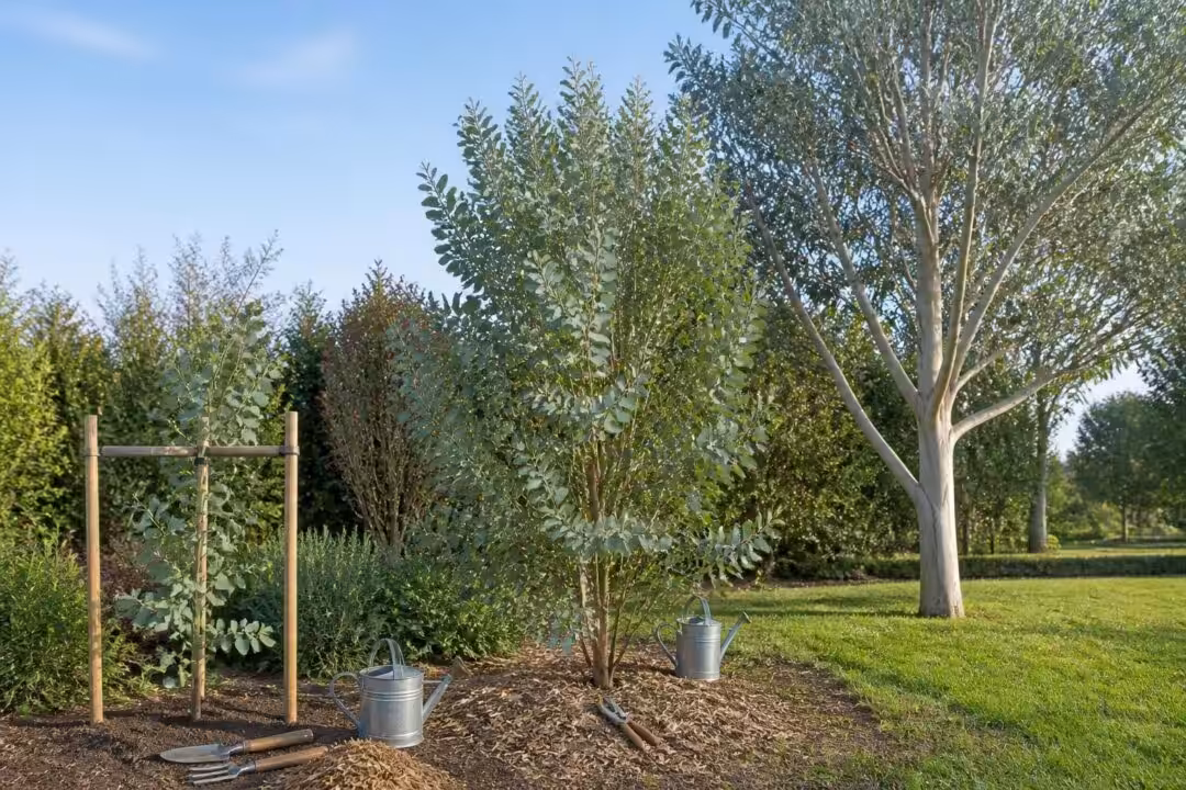 découvrez comment planter, entretenir et favoriser la croissance de l'eucalyptus gunnii pour un jardin sain et verdoyant toute l'année.