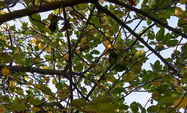 Abricotier rouge tardif : plantation et entretien de l&rsquo;arbre