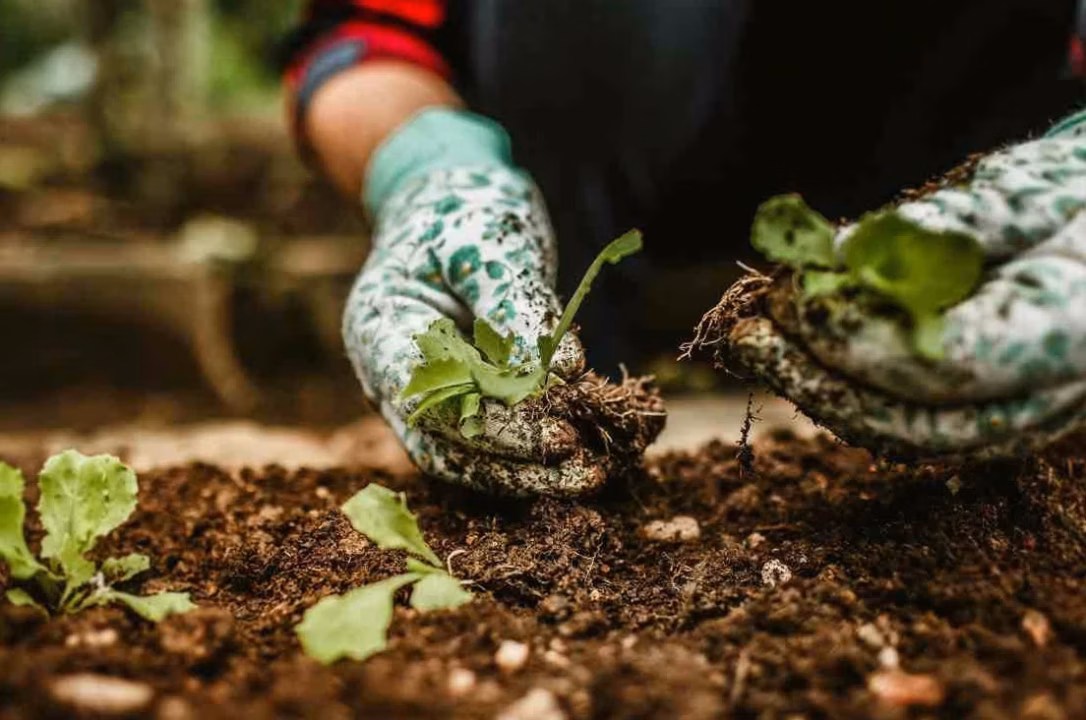 Conservation des haricots verts : nos conseils et astuces