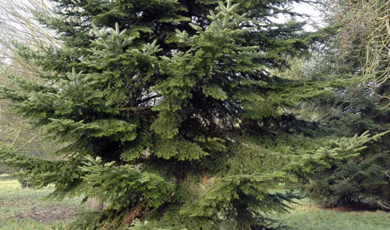 Cyperus alternifolius : plantation et entretien en intérieur