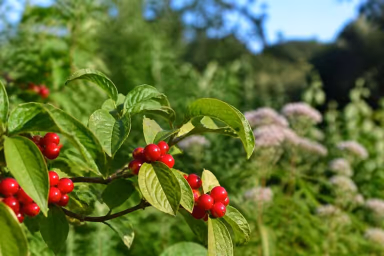 Jardinage : Le cornouiller mâle, un arbuste aux baies acidulées revitalisantes à ne pas manquer