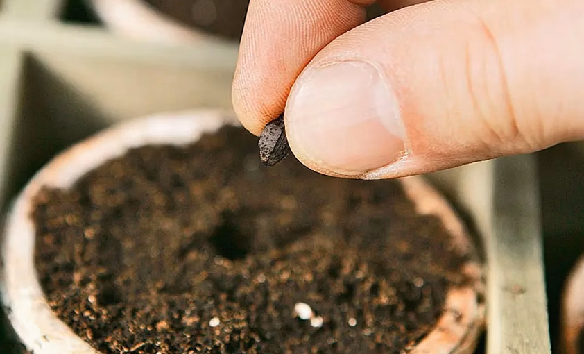 Planter un pommier en pot : le cas du pommier colonnaire