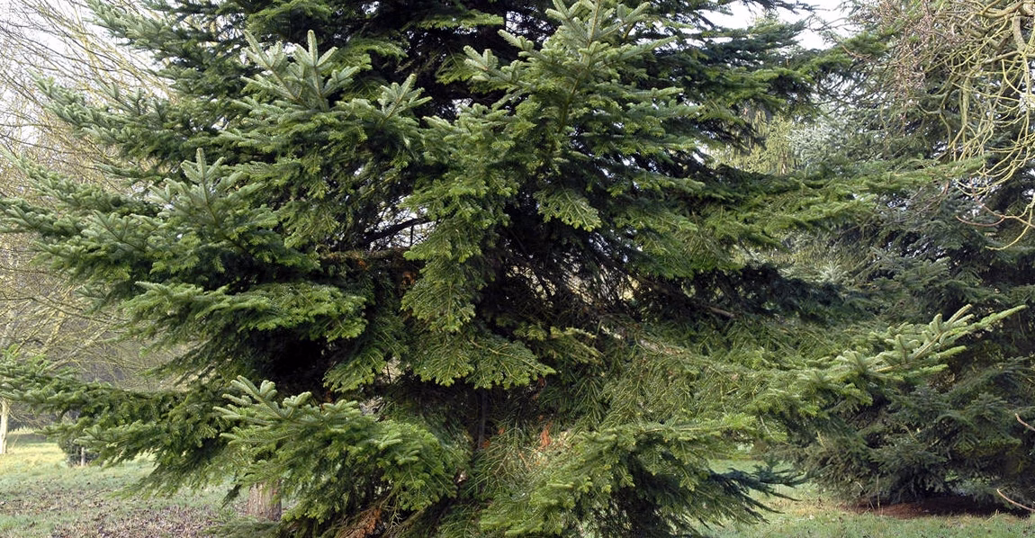 Cyperus alternifolius : caractéristiques, taille et origine