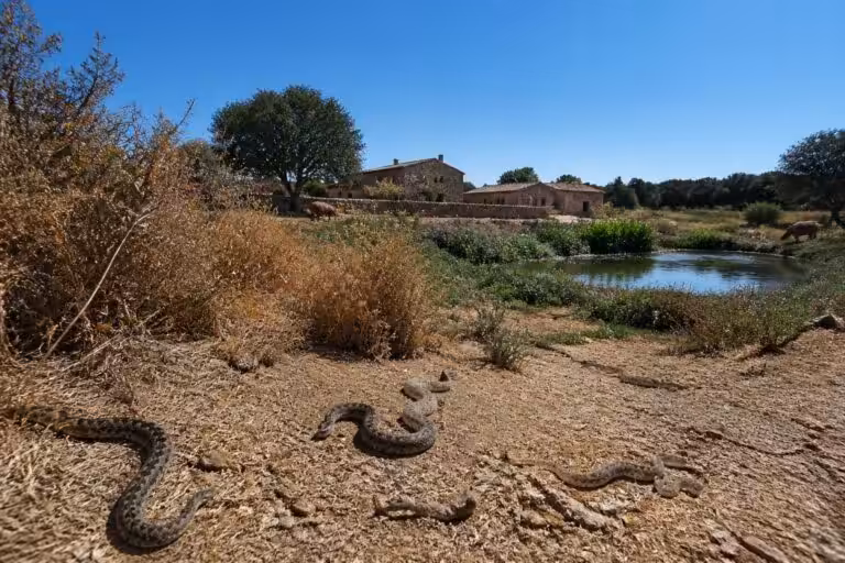 Vipères en août : comment la sécheresse les pousse près des habitations et quel point d&rsquo;eau surveiller de près