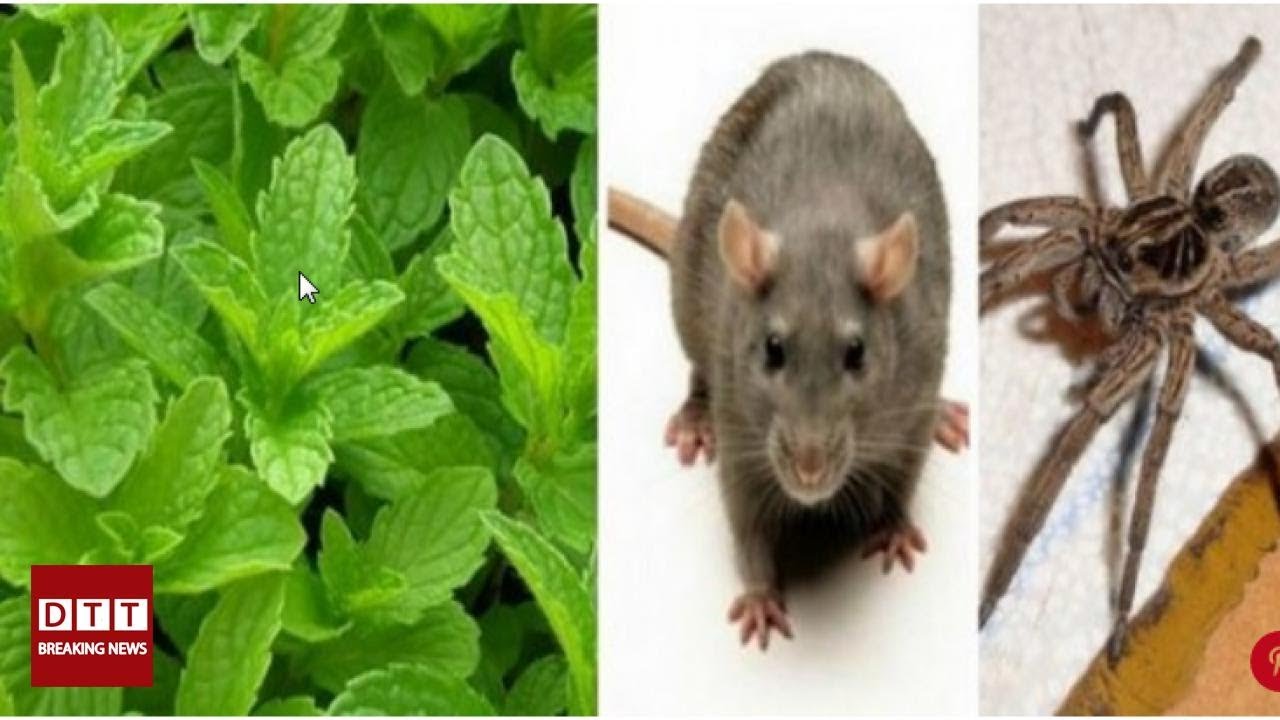Si vous avez cette plante chez vous, vous ne verrez plus jamais de rats.