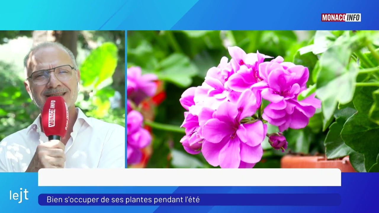 Chaleur : comment bien s'occuper de nos plantes