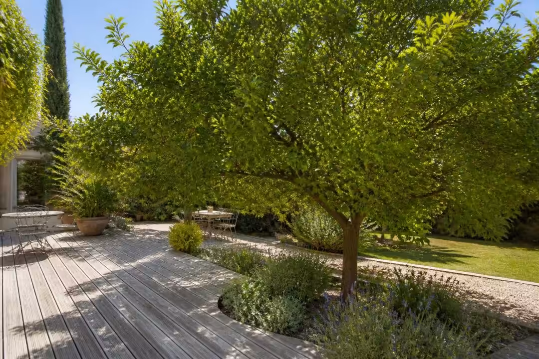 découvrez l'évolution d'un arbre de truffaut planté il y a deux ans au sud de ma terrasse et admirez son développement impressionnant cet été.
