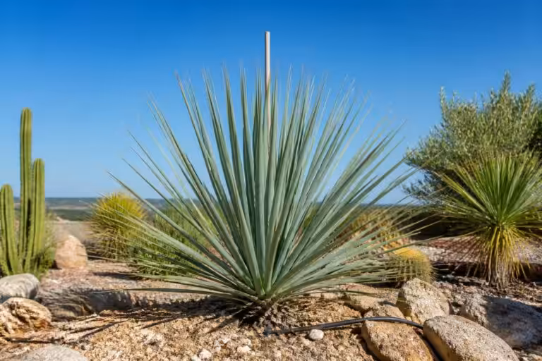découvrez nos conseils pour planter et entretenir le yucca rostrata, un yucca mexicain au feuillage spectaculaire, idéal pour sublimer votre jardin.